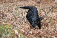 Hunting